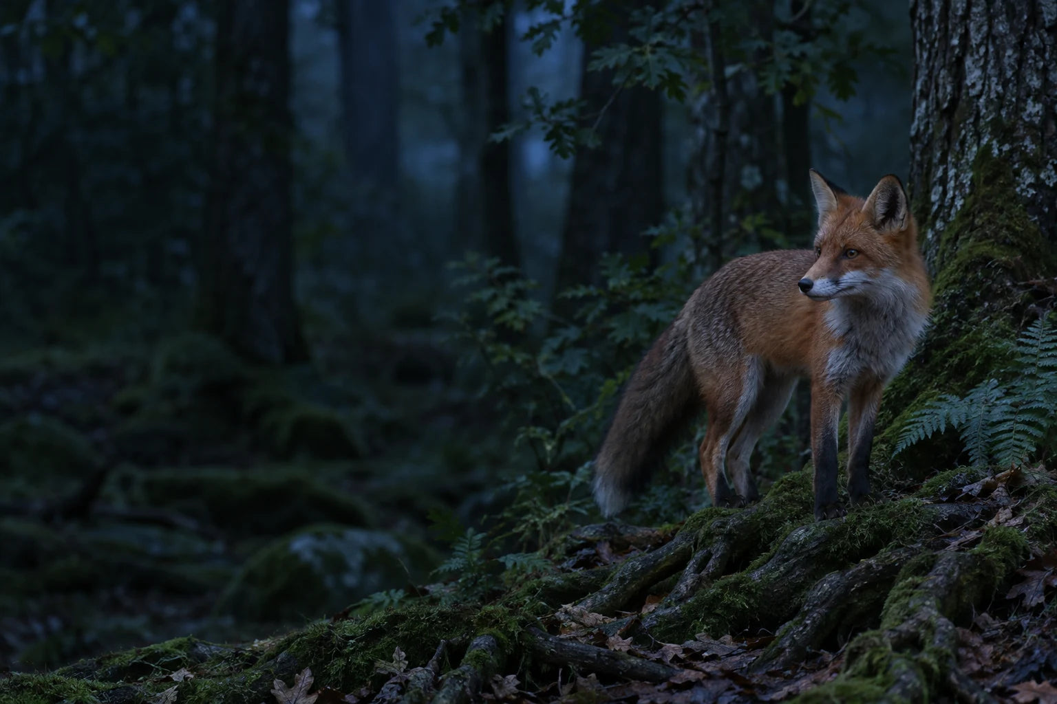 Renard roux dans un sous-bois au crépuscule